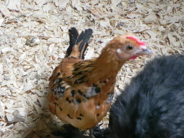 93834_bantams_619_5.jpg