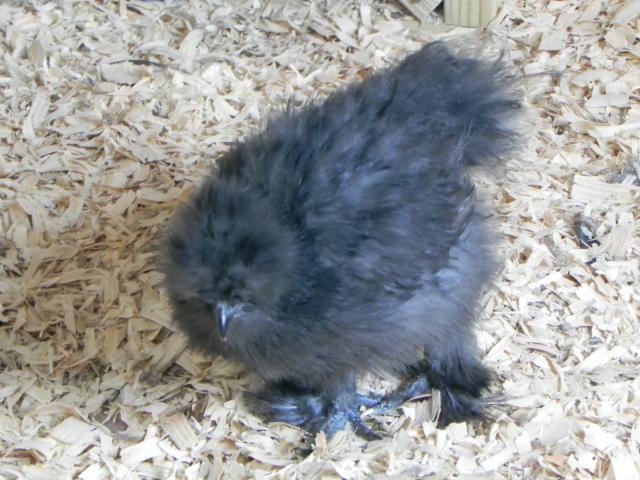 93834_bantams_619_6.jpg