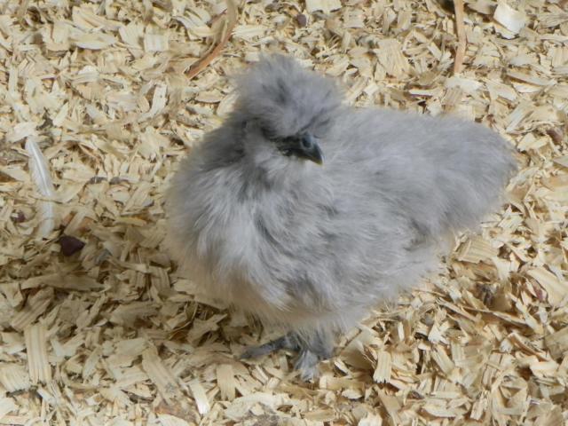 93834_bantams_619_8.jpg