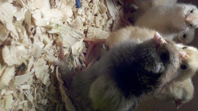 93863_2011-06-19_09-57-50_117.jpg
