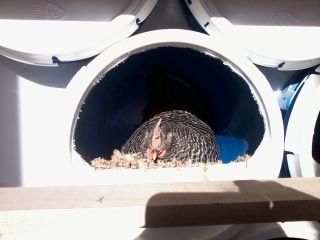 93922_photo0242.jpg