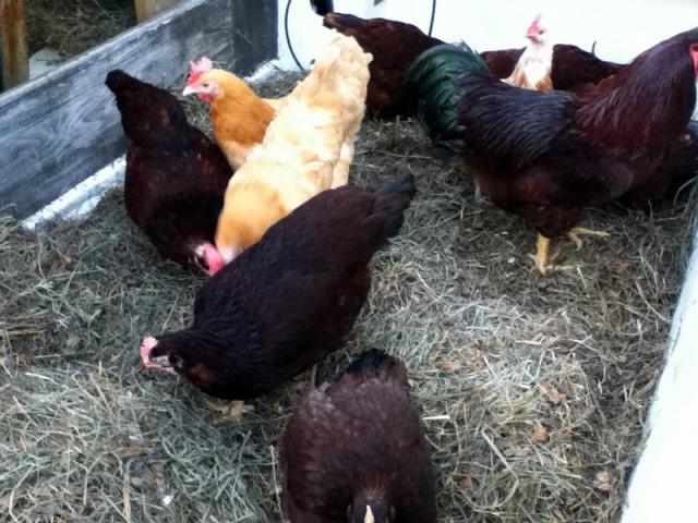 93936_chickens_005.jpg