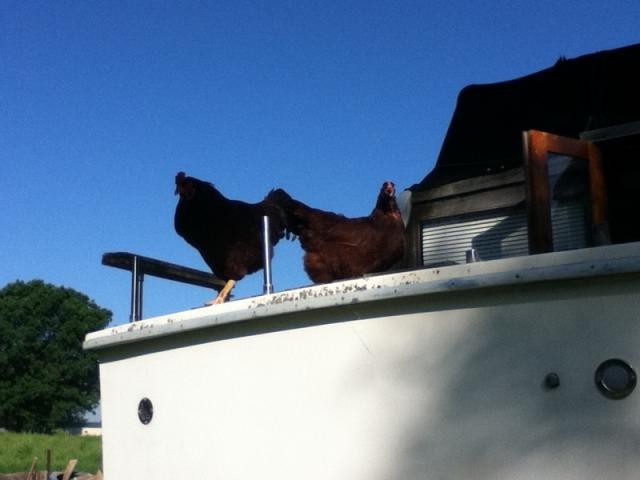 93936_chickens_012.jpg