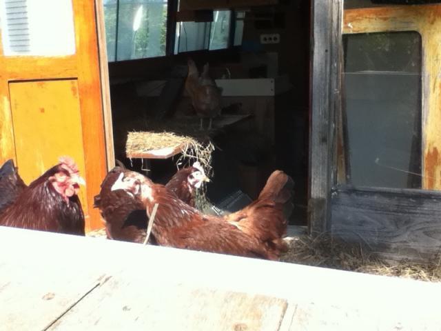 93936_chickens_014.jpg