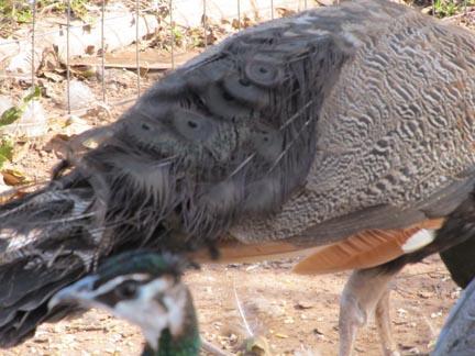 9393_dart_eye_feathers.jpg
