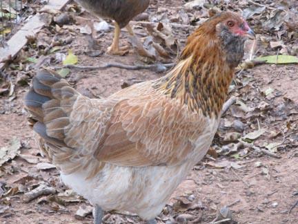 9393_wheaton_hen.jpg