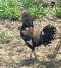9394_rooster5.jpg