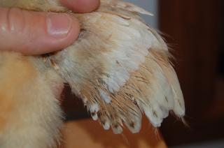 93980_bcmxsl3_120711.jpg