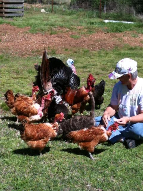 9411_ellen_and_chickens_2.jpg