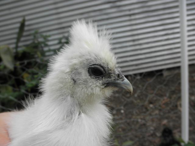 94196_p5310406.jpg