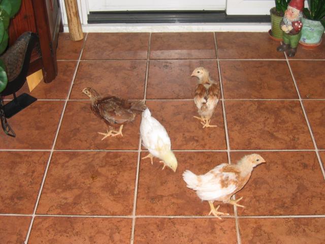 941_babybirds_004.jpg