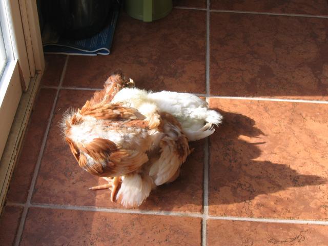 941_babybirds_015.jpg