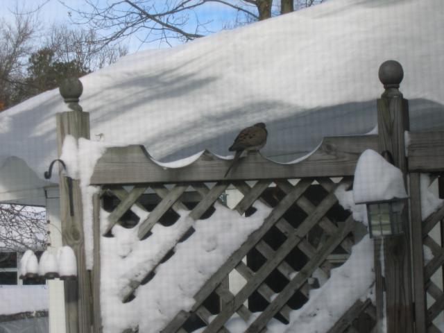 941_snowscapes_016.jpg