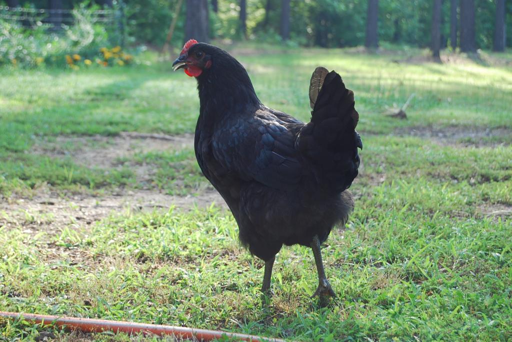 94270_chickens_037.jpg