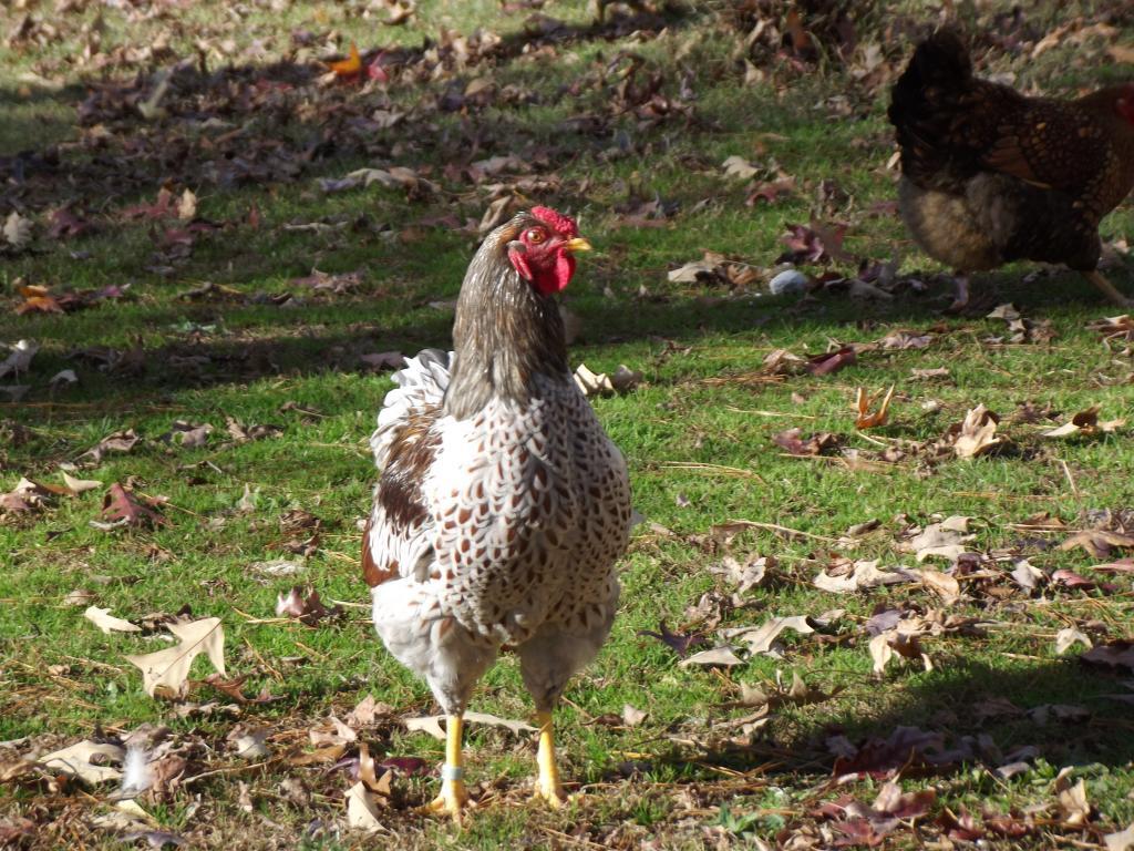 94270_novemberchickens1127_208.jpg