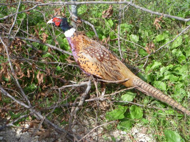 94270_pheasants11_020.jpg