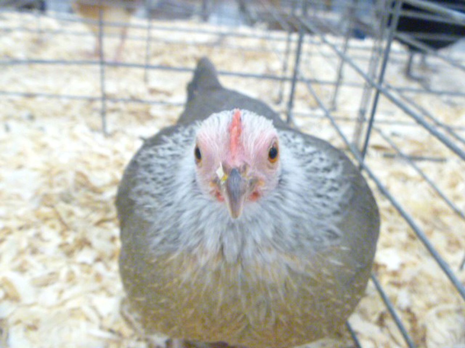 94270_poultryshow11_105.jpg