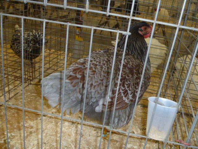 94270_poultryshow11_199.jpg