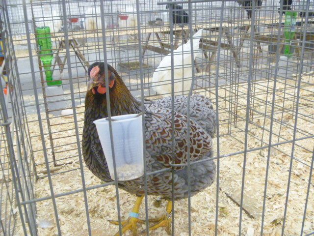 94270_poultryshow11_201.jpg