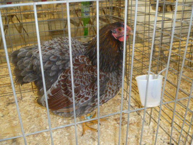 94270_poultryshow11_203.jpg