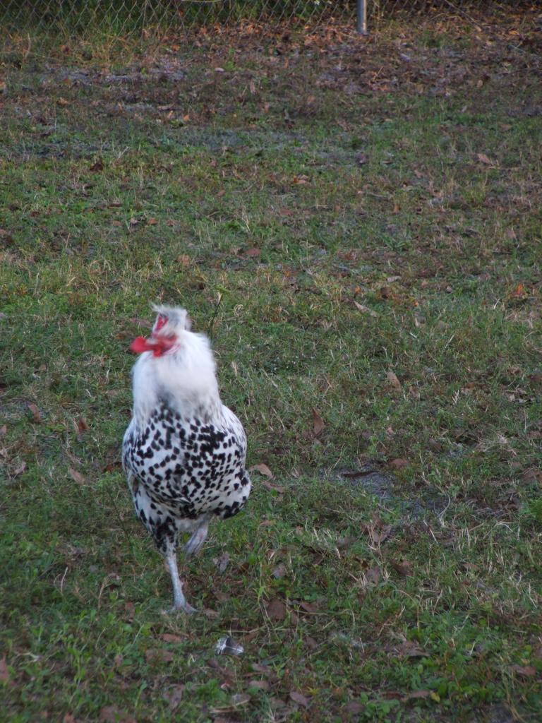 94276_chickens_001.jpg