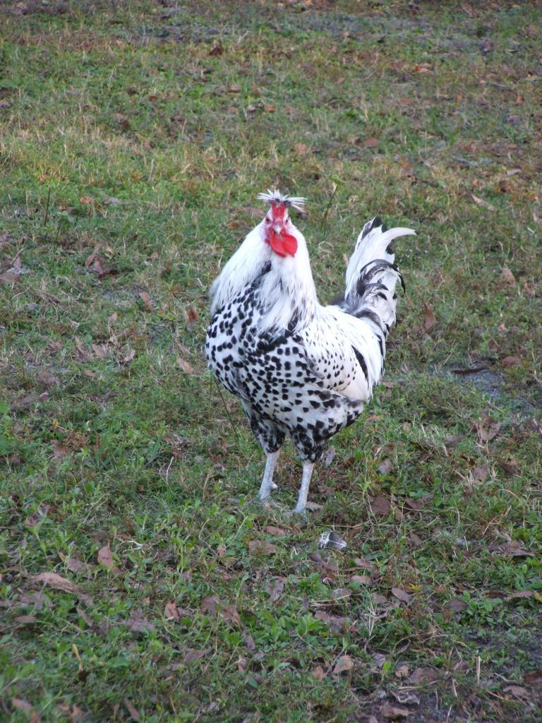 94276_chickens_002.jpg