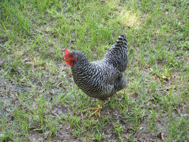 94276_chickens_012.jpg