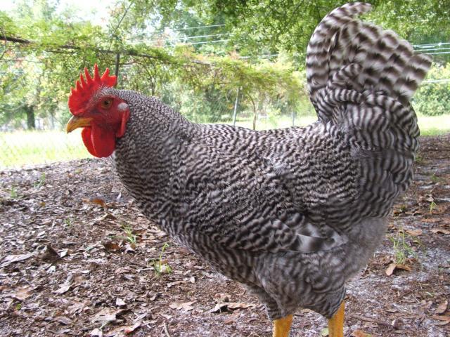 94276_chooks_014.jpg