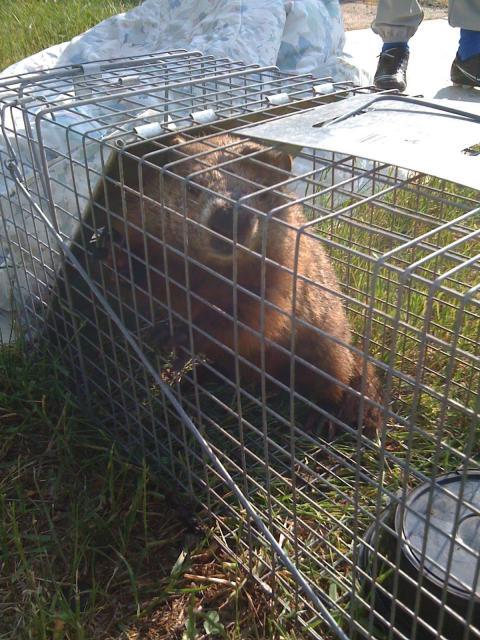 94308_groundhog.jpg