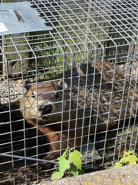 94308_groundhog3.jpg