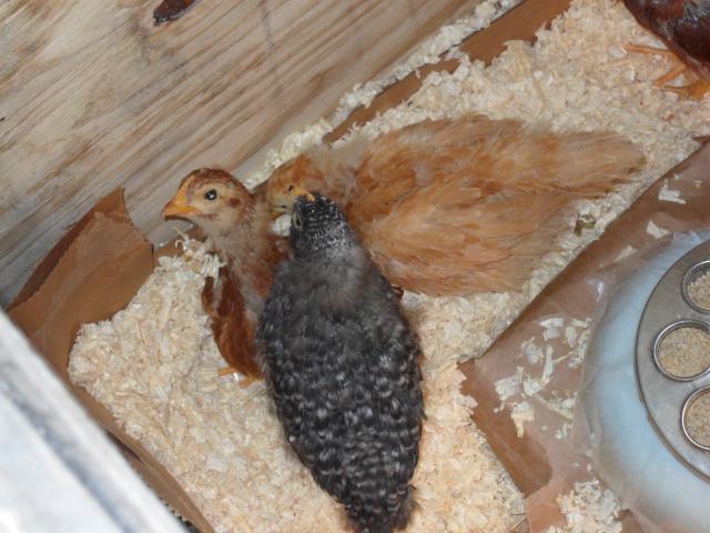 94339_year_1_chicks_4-5_weeks_old_001.jpg