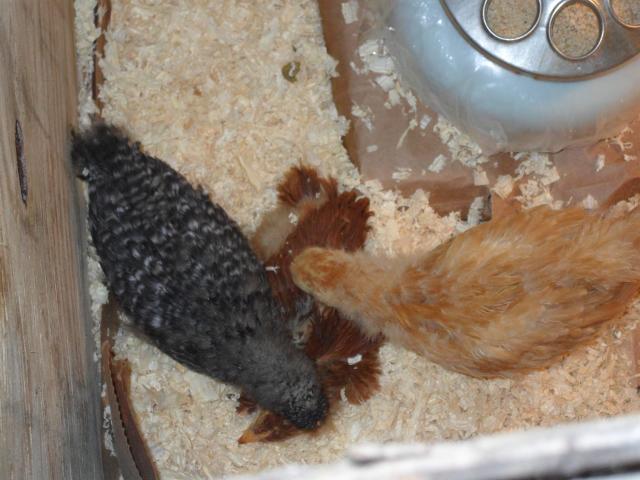 94339_year_1_chicks_4-5_weeks_old_004.jpg