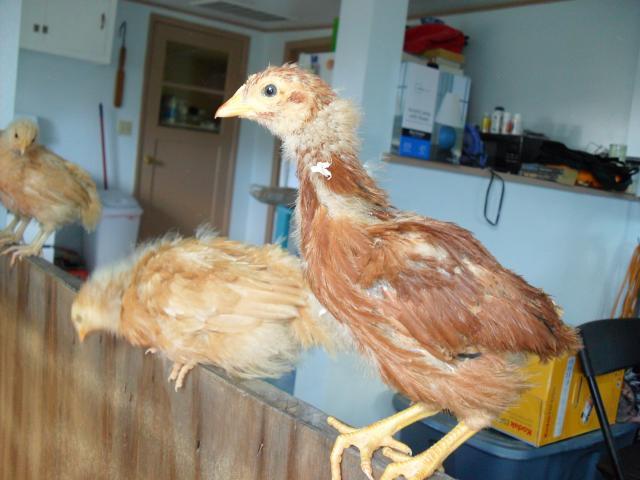 94339_year_1_chicks_4-5_weeks_old_007.jpg