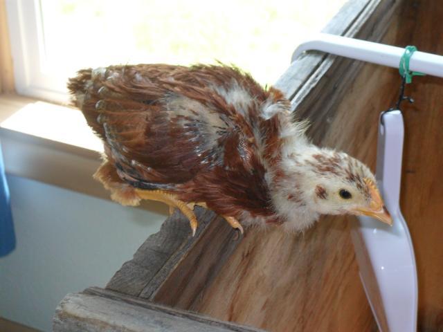 94339_year_1_chicks_4-5_weeks_old_010.jpg