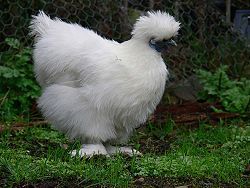 94357_250px-silky_bantam.jpg
