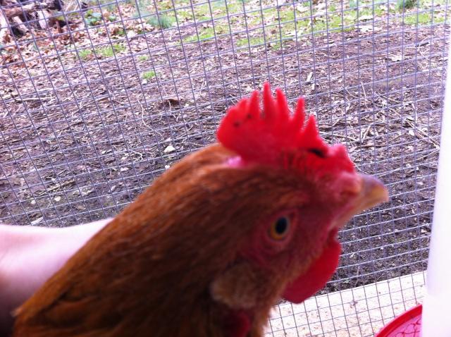 94357_chicks_460.jpg