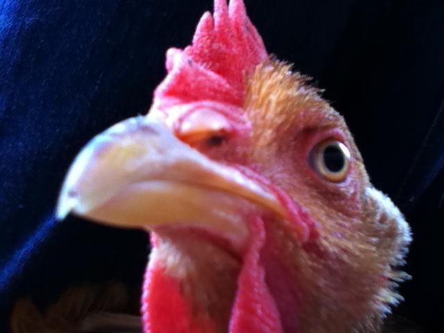 94357_chicks_479.jpg