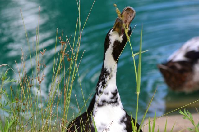 94367_the_addition_and_ducks_and_rinbows_037.jpg