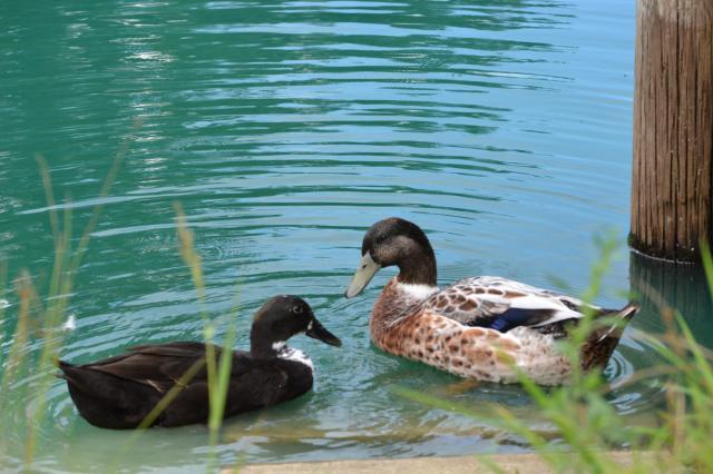 94367_the_addition_and_ducks_and_rinbows_040.jpg