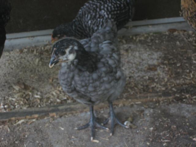 94412_img_2296.jpg
