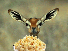 94430_deer-popcorn.gif