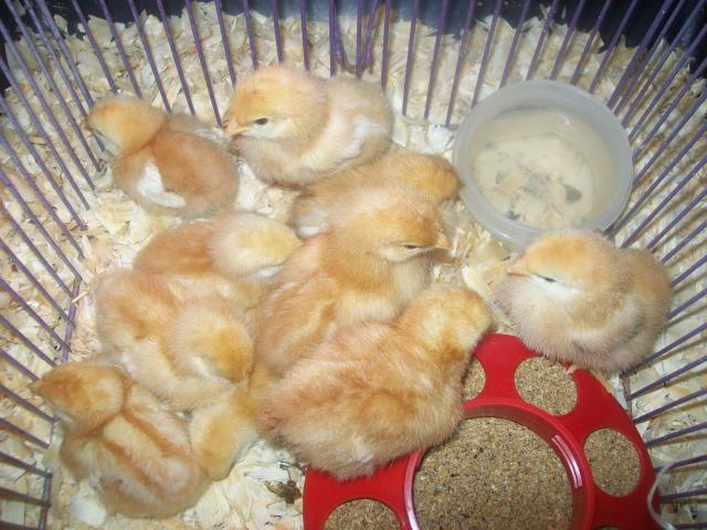 94468_baby_chicks_001.jpg