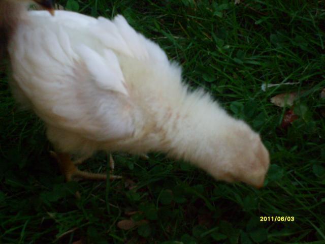 94499_chocks_day_2_outside_011.jpg