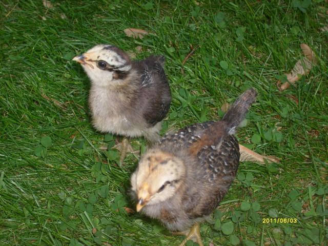 94499_chocks_day_2_outside_015.jpg