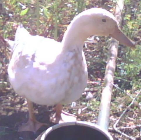 94505_close_up_of_buff_duck.jpg