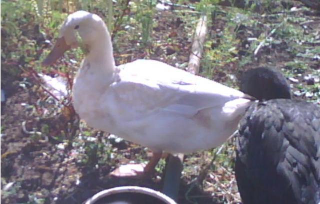 94505_close_up_of_new_buff_duck.jpg