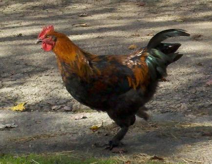 94534_mingo1-10-15-2011.jpg