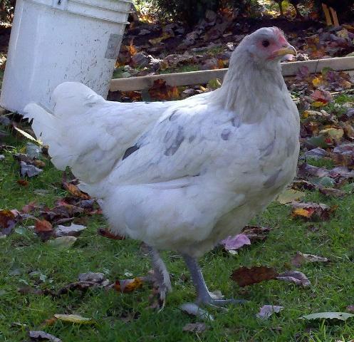 94534_pullet1b-10-15-2011.jpg