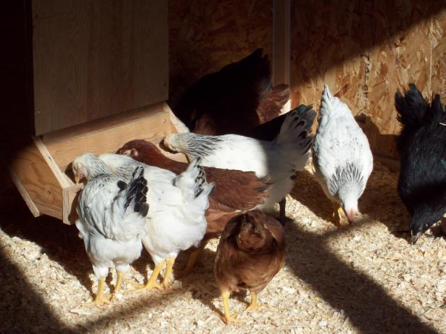 94537_chicken_coop_039.jpg