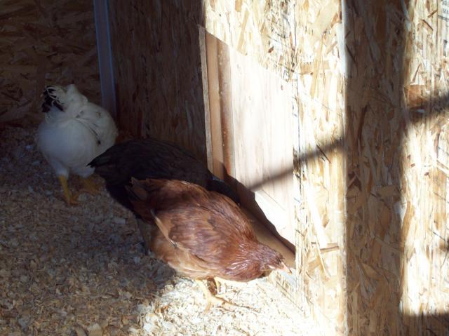 94537_chicken_coop_048.jpg